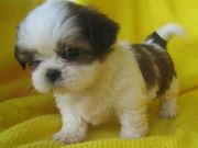 Super Cute Shih Tzu puppies for adoption