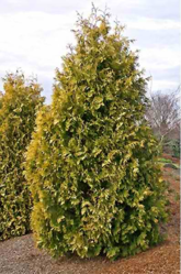 Evergreen Trees For Sale