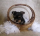 AKC Yorkie puppy- Looking for forever home