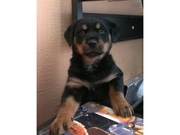 GERMAN ROTTWEILER PUP TO A GOOD HOME ONLY