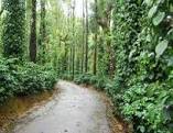 Coffee Estate for sale in chickamagalur