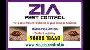 Service,  Other,  Pesticides,  Home service,  Pest control Solution.