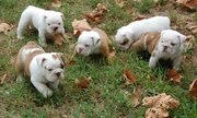 lovely english bulldog puppies