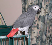 orgeous Congo African grey parrots ready